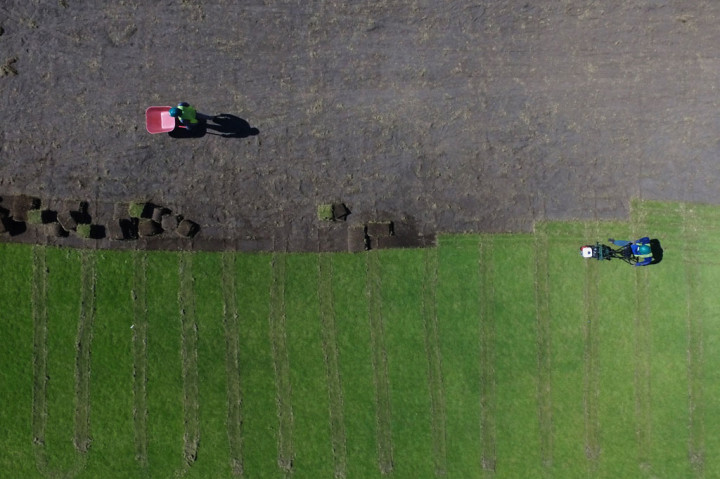 Pekerja mengelupas rumput di Stadion Gelora Bung Tomo (GBT), Surabaya, Jawa Timur untuk diganti rumput standar internasional.