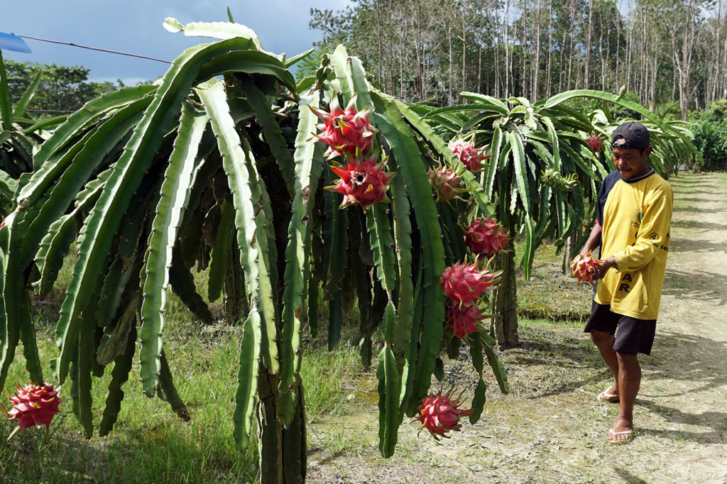 Petani memanen buah naga di sebuah perkebunan di Kabupaten Sorong, Papua Barat, Jumat, 21 Agustus 2020.