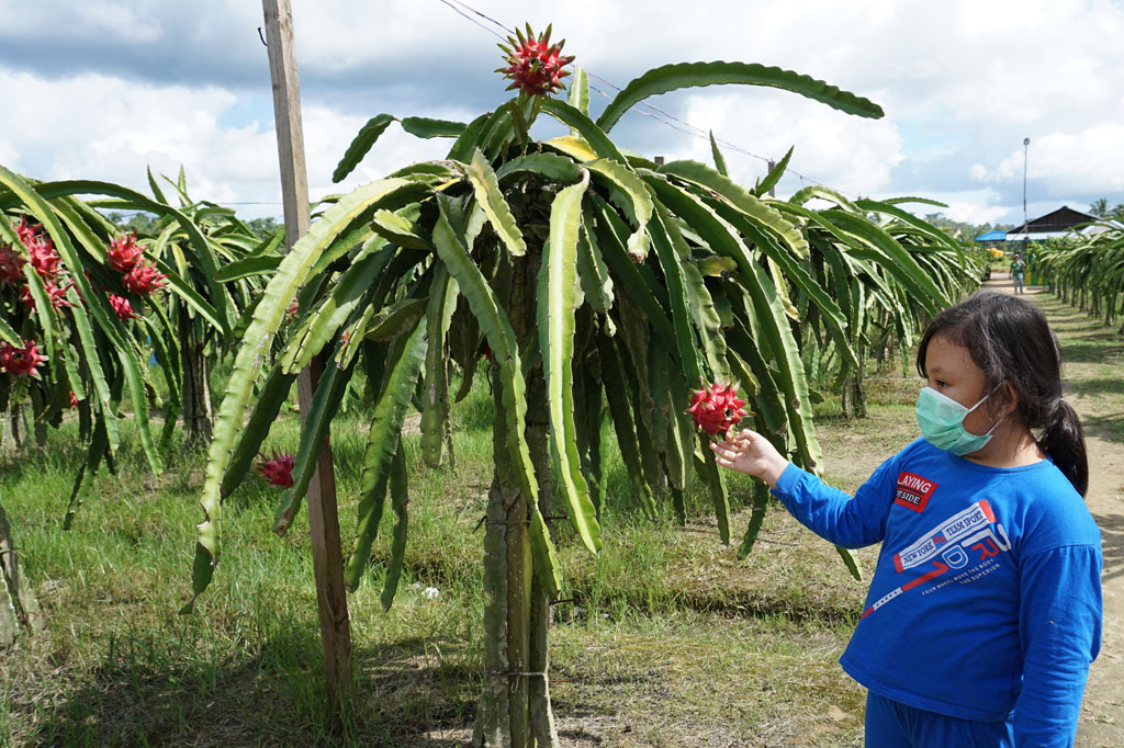 Guna memenuhi kebutuhan pangan khususnya buah, petani di Sorong mulai mengembangkan tanaman buah naga sebagai salah satu komoditas unggulan dengan jumlah panen per hari bisa mencapai 300 kilogram yang dijual Rp30 ribu per kilogram.