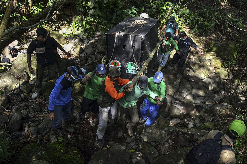 Relawan dan petugas Balai Besar Konservasi Sumber Daya Alam (BBKSDA) Jabar membawa kandang berisi seekor macan tutul (panthera pardus) yang akan dilepasliarkan di kawasan Suaka Margasatwa Gunung Sawal, Cihaurbeuti, Kabupaten Ciamis, Jawa Barat, Selasa, 25 Agustus 2020.