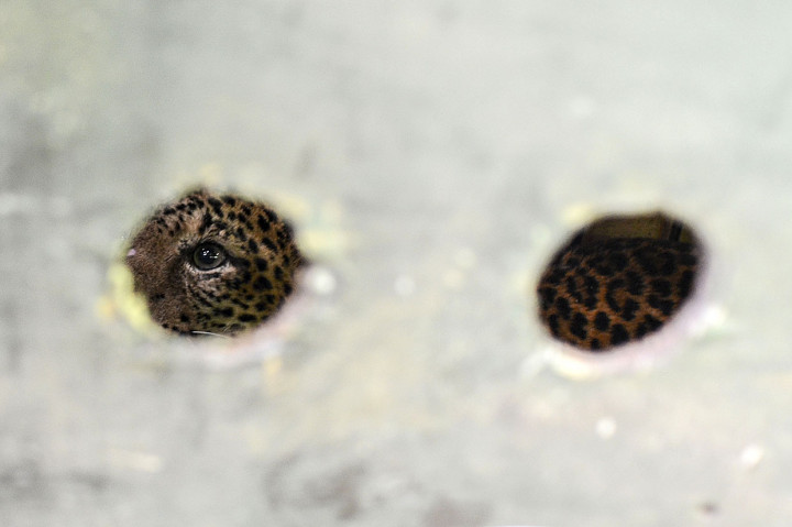 Satwa langka berusia 11 tahun itu kembali ke habitatnya setelah sebelumnya ditangkap oleh warga di wilayah kaki Gunung Sawal, Desa Cikupa, pada 25 Juni 2020 lalu dan dirawat di Bandung Zoological Garden.