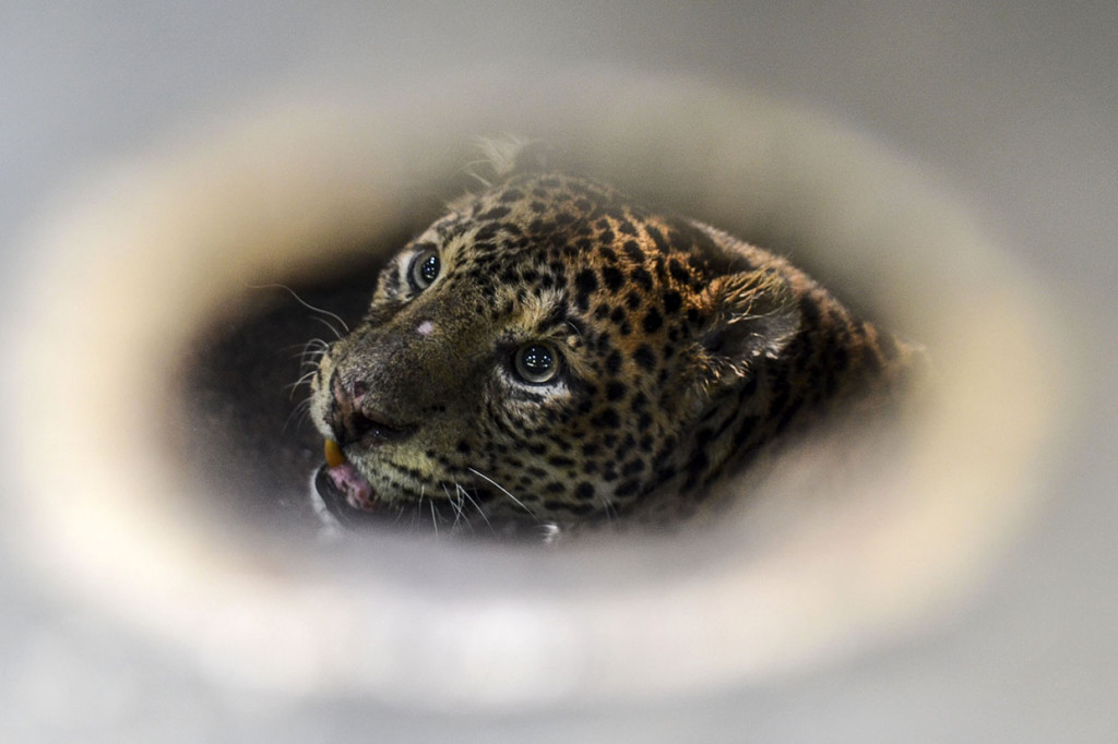 Macan tutul jawa memiliki dua variasi warna yaitu berwarna terang (oranye) dan hitam (macan kumbang). Macan tutul jawa termasuk satwa dilindungi di Indonesia, yang tercantum dalam UU No.5 tahun 1990 dan PP No.7 tahun 1999).