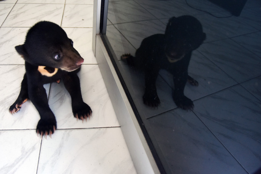 Seekor anak beruang madu (Helarctos malayanus) melihat refleksi dirinya di pintu kaca saat dirawat di klinik satwa Balai Besar Konservasi Sumber Daya Alam (BBKSDA) Riau di Kota Pekanbaru.