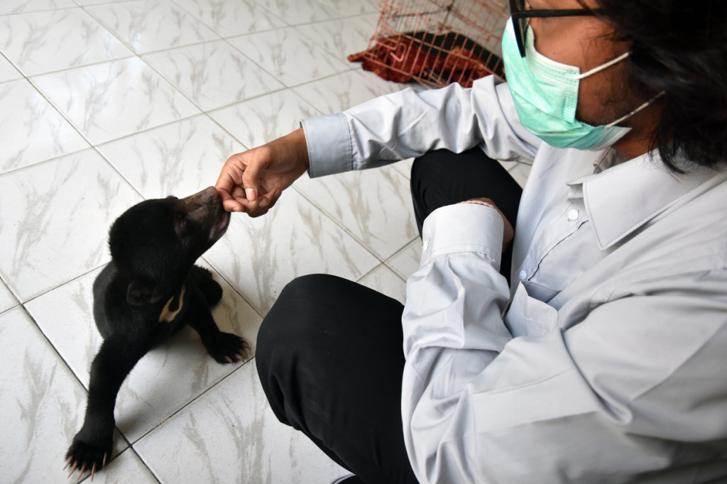 Seekor anak beruang madu (Helarctos malayanus) liar bermain bersama dokter hewan saat dirawat di klinik satwa Balai Besar Konservasi Sumber Daya Alam (BBKSDA) Riau di Kota Pekanbaru, Rabu, 26 Agustus 2020.