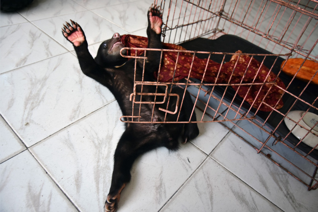 Tim Rescue BBKSDA Riau mengevakuasi satwa dilindungi itu karena terpisah dari induknya dan dalam kondisi lumpuh dari areal perusahaan sawit PT. Rimba Lazuardi, Kabupaten Indragiri Hulu, Riau.