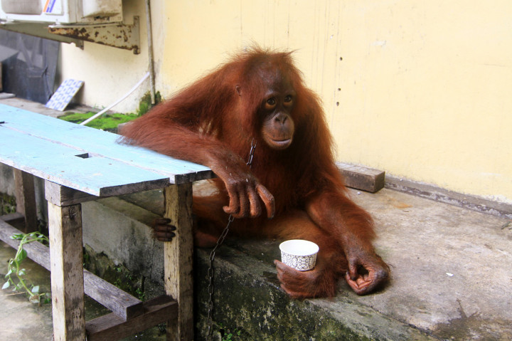 Satu individu Orangutan betina bernama Kingkong duduk di halaman dalam Mako Polres Mempawah di Kabupaten Mempawah, Kalimantan Barat, Rabu, 26 Agustus 2020.