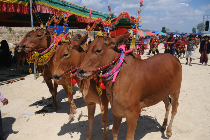 Kemeriahan Kontes Sapi Sonok Se Madura Saronin sarkak rangsang pengiring sapi sonok. kemeriahan kontes sapi sonok se madura