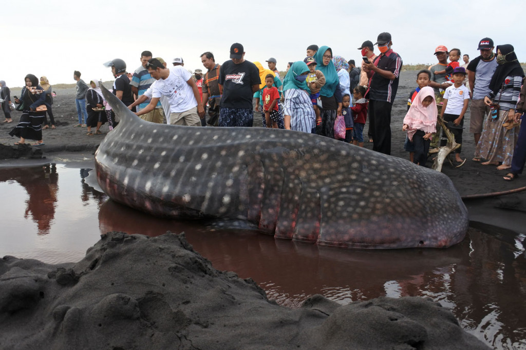 Seekor Hiu Paus berukuran panjang sembilan meter ditemukan mati terdampar di pantai itu, dan ini menjadi kasus kedua dalam dua bulan terakhir di Kabupaten Jember. 
