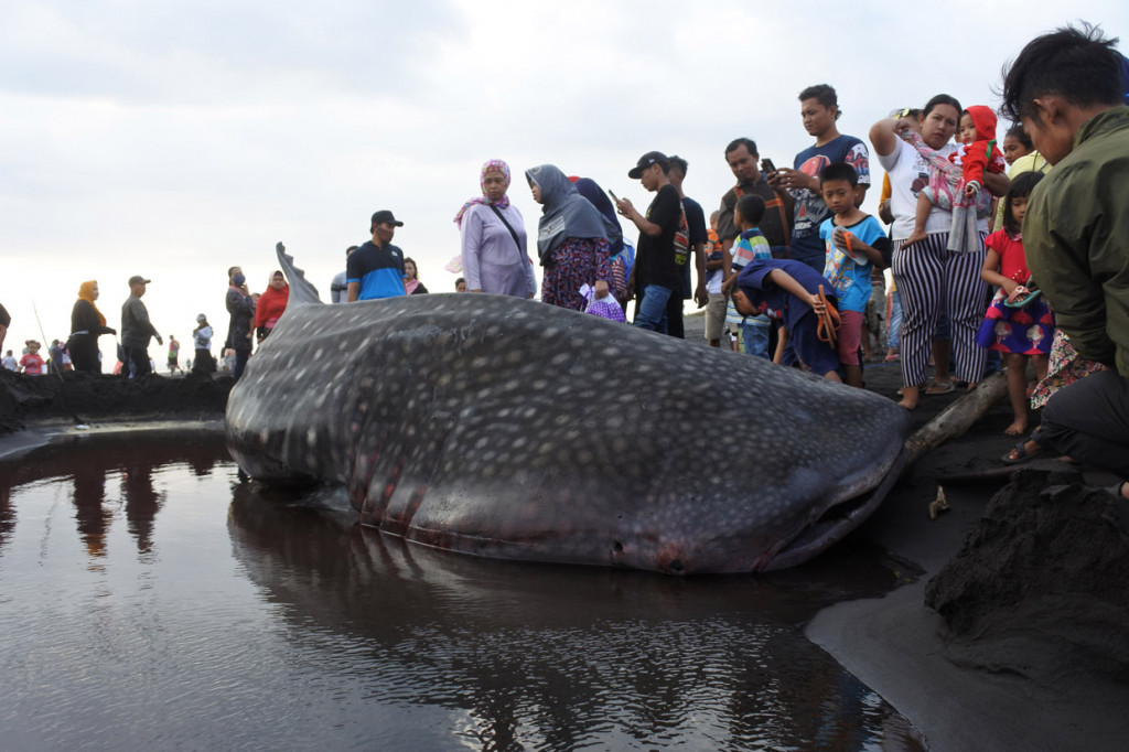 Sejumlah warga melihat seekor Hiu Paus atau Hiu Tutul (Rhincodon typus) yang mati terdampar di Pantai Paseban, Kencong, Jember, Jawa Timur.