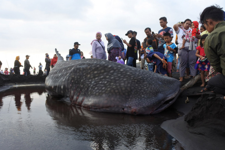 Sejumlah warga melihat seekor Hiu Paus atau Hiu Tutul (Rhincodon typus) yang mati terdampar di Pantai Paseban, Kencong, Jember, Jawa Timur.