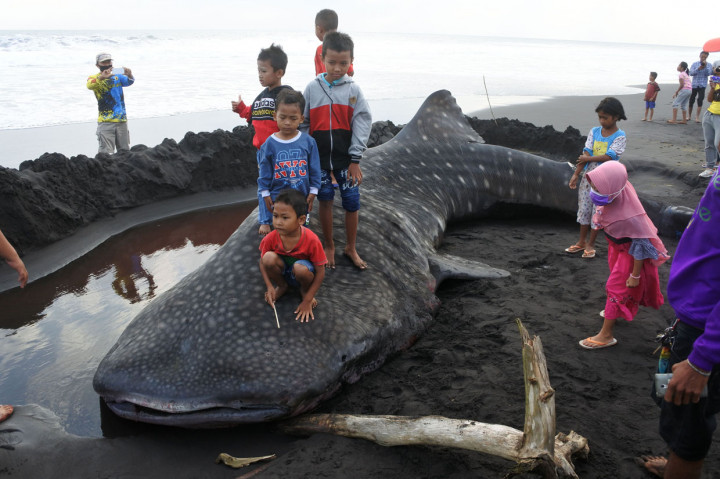 Sejumlah anak menaiki seekor Hiu Paus atau Hiu Tutul (Rhincodon typus) yang mati terdampar di Pantai Paseban, Kencong, Jember, Jawa Timur.