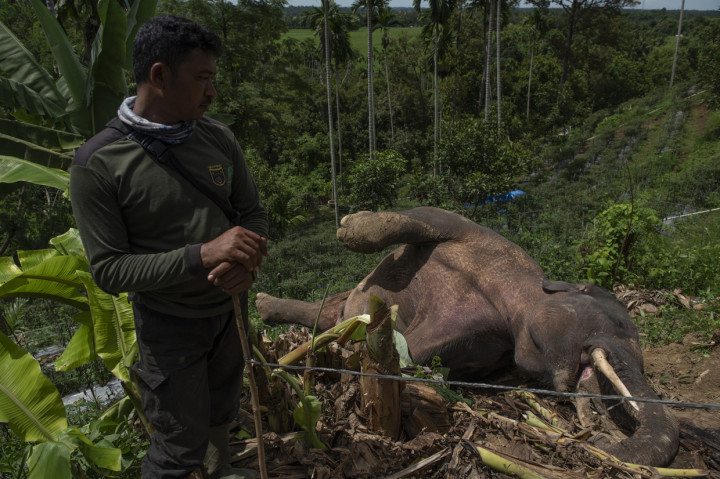 Petugas mengamati bangkai Gajah sumatera (Elephas maximus sumatrensis) yang ditemukan mati di kebun milik warga di Desa Tuha Lala, Kecamatan Mila, Kabupaten Pidie, Aceh.