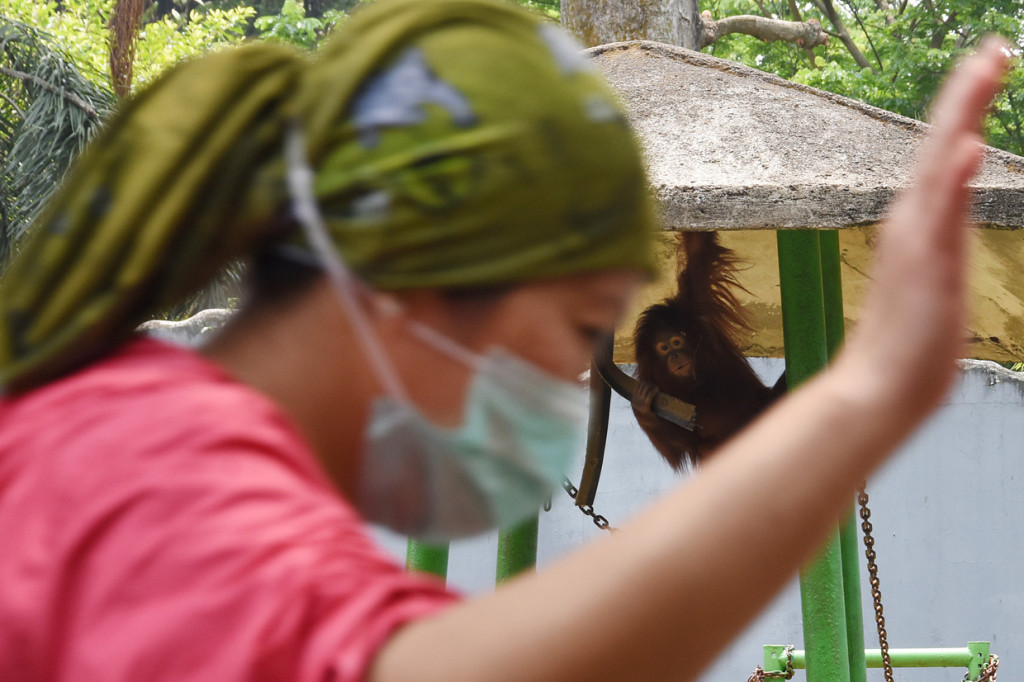 Tamansatwa Ragunan kembali ditutup untuk pengunjung mulai 14 September 2020 seiring rencana pemberlakuan Pembatasan Sosial Berskala Besar (PSBB) total oleh Pemerintah Provinsi DKI Jakarta. 