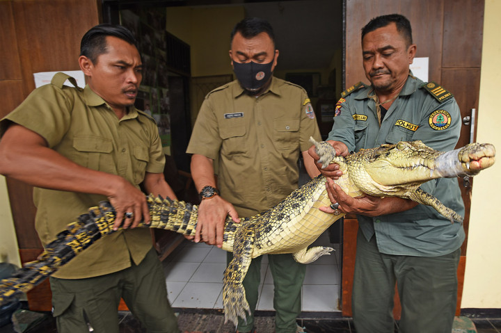 Hewan dilindungi berjenis kelamin betina seberat 42 kilogram tersebut diserahkan warga secara sukarela setelah dilakukan pendekatan persuasif dan selanjutnya akan direhabilitasi di Pusat Konservasi Buaya di Pandeglang.