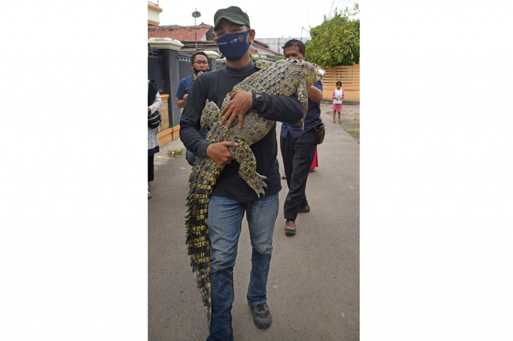 Warga menggendong buaya muara (Crocodylus porosus) untuk diserahkan ke Balai Konservasi Sumber Daya Alam (BKSDA) Banten di Serang.