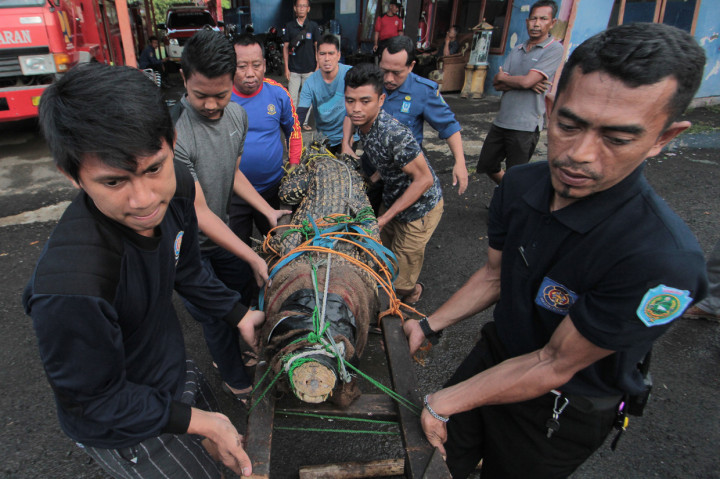 Petugas Balai Besar Konservasi Sumber Daya Alam (BBKSDA) Jawa Barat resort Cirebon mengevakuasi buaya muara (Crocodylus porosus) di Indramayu, Jawa Barat.