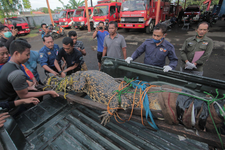 Buaya muara sepanjang tiga meter hasil yang diserahkan warga tersebut selanjutnya akan dibawa ke pusat penangkaran untuk diperiksa kondisi fisik dan kesehatannya.