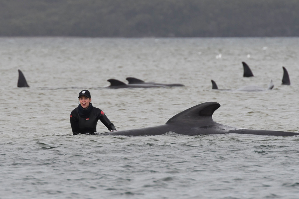 Setidaknya sepertiga dari 270 paus pilot yang terdampar di lepas pantai Tasmania, Australia, telah mati dan lebih banyak lagi yang dikhawatirkan akan mati. Hal tersebut diungkapkan oleh tim penyelamat, Selasa, 22 September 2020.
