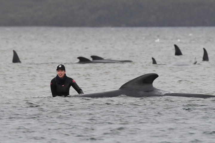 Setidaknya sepertiga dari 270 paus pilot yang terdampar di lepas pantai Tasmania, Australia, telah mati dan lebih banyak lagi yang dikhawatirkan akan mati. Hal tersebut diungkapkan oleh tim penyelamat, Selasa, 22 September 2020.
