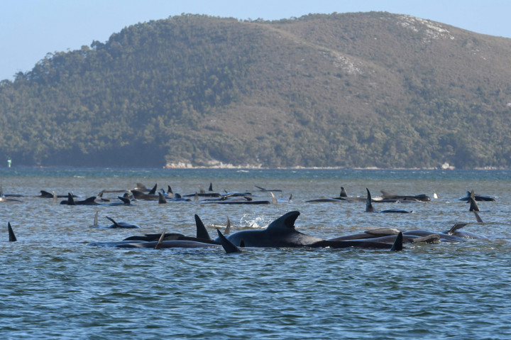 Paus-paus tersebut terdampar di pantai sebelah barat pulau Tasmania dan ditemukan pada Senin, 21 September 2020.
