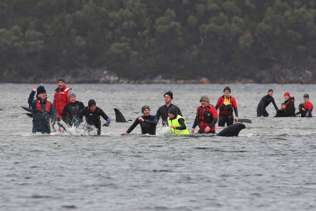 Ahli biologi kelautan berjuang untuk menyelamatkan paus- paus pilot yang masih hidup dalam operasi rumit yang kemungkinan memakan waktu berhari-hari.