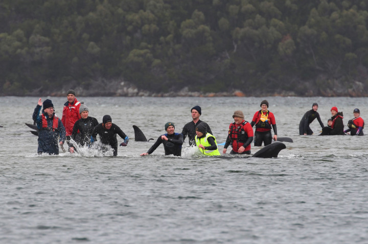 Ahli biologi kelautan berjuang untuk menyelamatkan paus- paus pilot yang masih hidup dalam operasi rumit yang kemungkinan memakan waktu berhari-hari.