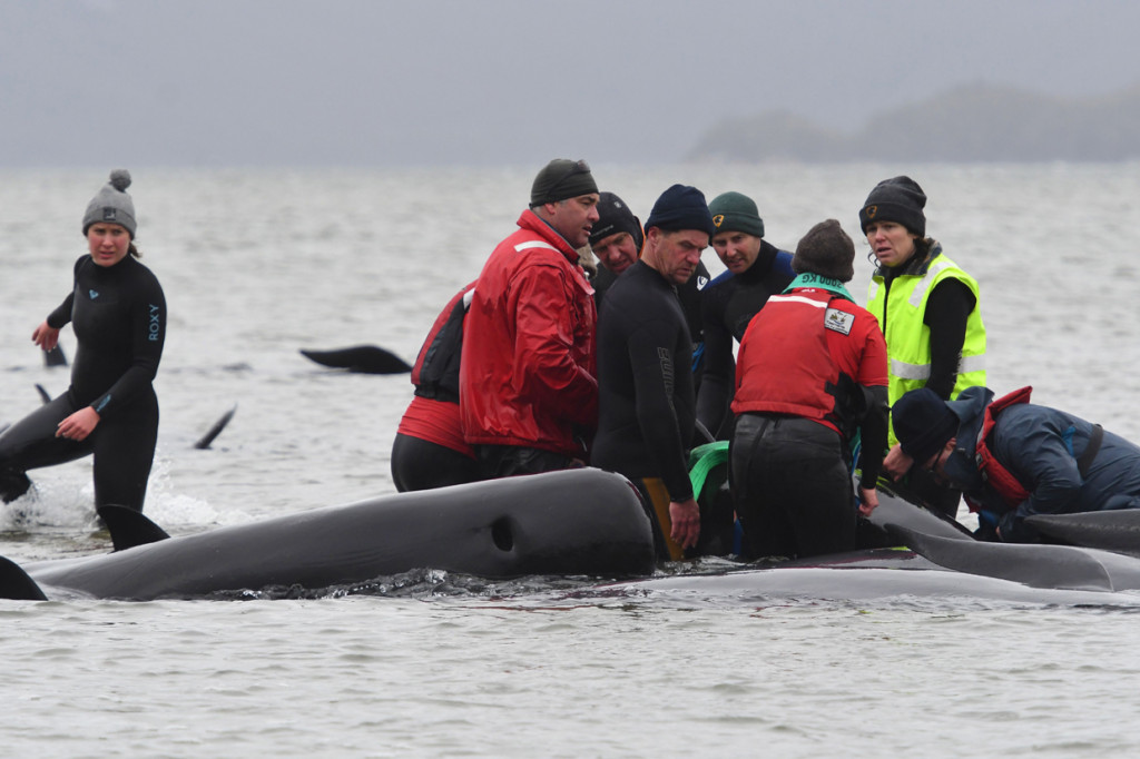 Tim penyelamat dari Program Konservasi Maritim Tasmania tiba pada Senin malam dan menemukan tiga kelompok paus di Macquarie Heads - ujung pulau Tasmania dengan akses kapal dan jalan yang terbatas.
