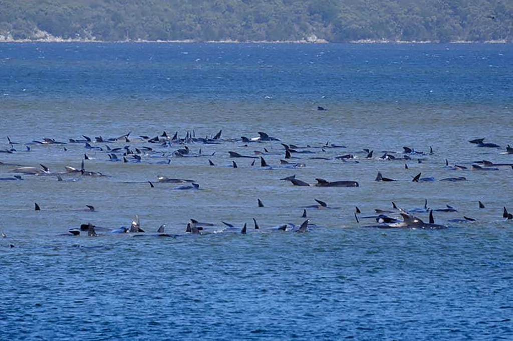 Sementara 30 lainnya ditemukan beberapa ratus meter jauhnya. Sebanyak 30 paus lainnya ditemukan lebih jauh ke pedalaman di sepanjang Ocean Beach.
