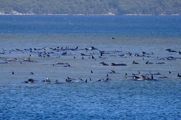 Sementara 30 lainnya ditemukan beberapa ratus meter jauhnya. Sebanyak 30 paus lainnya ditemukan lebih jauh ke pedalaman di sepanjang Ocean Beach.
