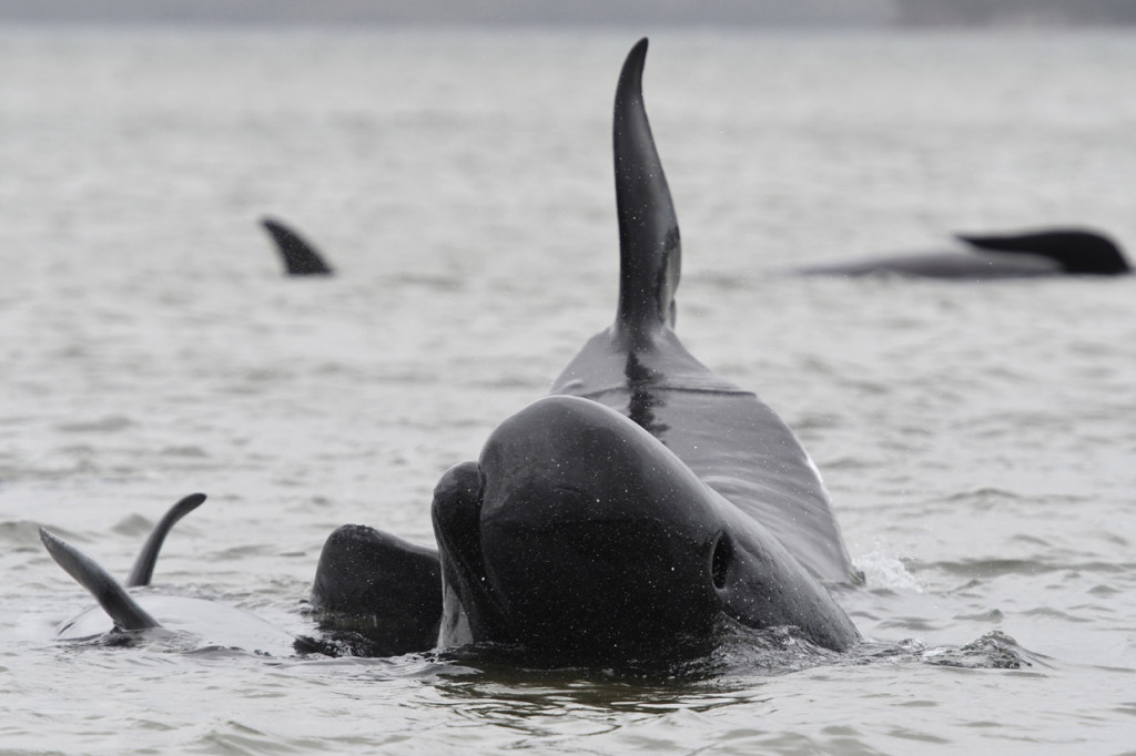 Tidak diketahui apa membuat gerombolan paus itu terdampar ke pantai. Pendaratan paus adalah hal biasa di wilayah tersebut.