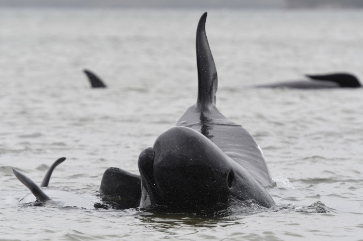 Tidak diketahui apa membuat gerombolan paus itu terdampar ke pantai. Pendaratan paus adalah hal biasa di wilayah tersebut.