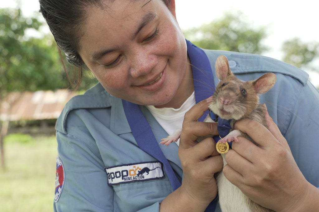 Badan amal kedokteran hewan Inggris, PDSA, pada hari Jumat, 25 September 2020 menganugerahi Magawa Medali Emas atas keberanian dan pengabdiannya yang menyelamatkan hidup manusia dan telah mengubah kehidupan orang-orang di Kamboja.