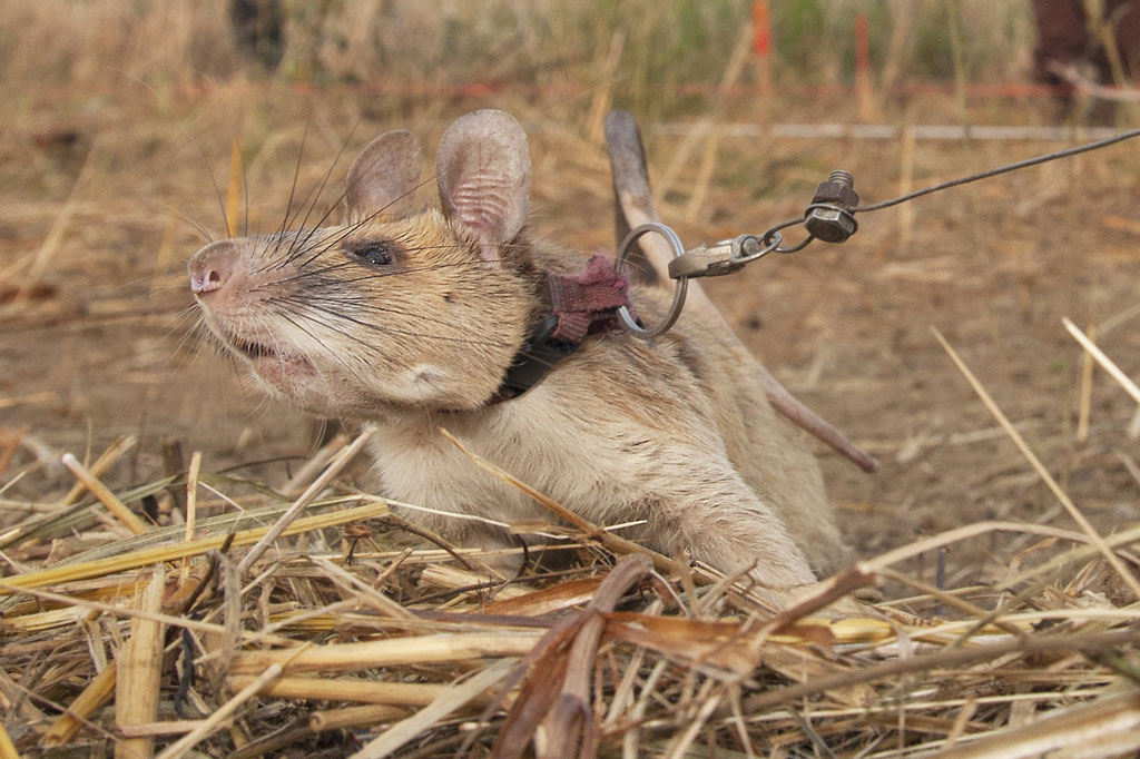 Magawa kemudian memperingatkan para penambang dengan menggaruk tanah. Dia dapat bergegas melintasi area seluas lapangan tenis hanya dalam 30 menit, sesuatu yang akan memakan waktu empat hari dengan menggunakan detektor logam konvensional.