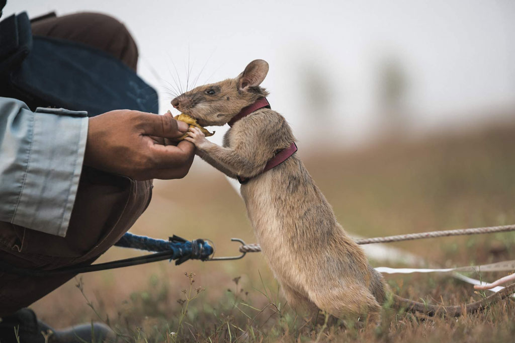 APOPO melatih Magawa di negara asalnya, Tanzania untuk mendeteksi senyawa kimia dalam bahan peledak dan kemudian menghadiahinya camilan lezat - favoritnya adalah pisang dan kacang.