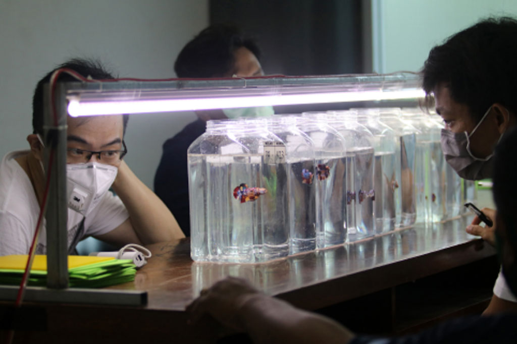 Kontes tingkat nasional yang digelar untuk meningkatkan nilai ekonomis ikan cupang tersebut menampilkan sedikitnya 1.200 ekor ikan cupang berbagai jenis yang berlaga di 58 kelas. 