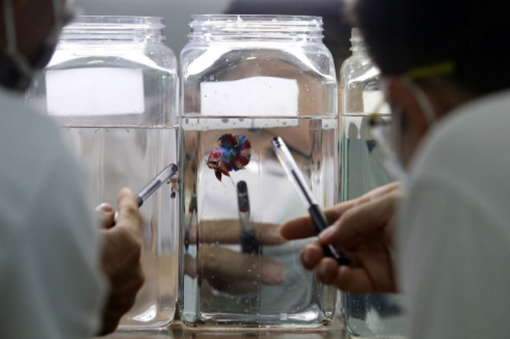 Sejumlah juri tengah mengamati dan melakukan penilaian terhadap ikan cupang yang mengikuti kontes di Kediri, Jawa Timur, Sabtu, 26 September 2020. 