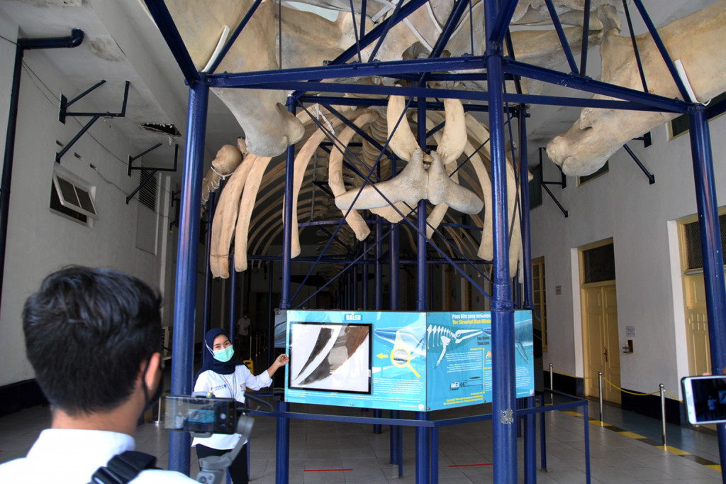 Petugas menjelaskan kerangka paus biru (Blue Whale) saat wisata virtual study tour di Museum Zoologi, Kebun Raya Bogor, Jawa Barat.