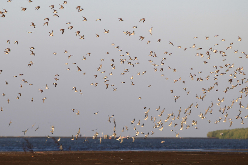 Sekawanan burung migran berada di semenanjung pantai Tiris, Indramayu, Jawa Barat.