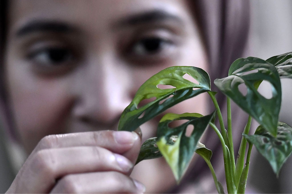 Janda Bolong, Tanaman Hias dengan Harga Selangit - Medcom.id