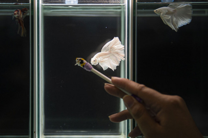 “Sejak awal pandemi korona penjualan di sini melonjak hingga lebih dari 100 persen dan ikan cupang yang paling pesat peningkatannya. Makannya banyak pedagang yang akhirnya memfokuskan ke cupang,” kata Ujang, salah satu pedagang.