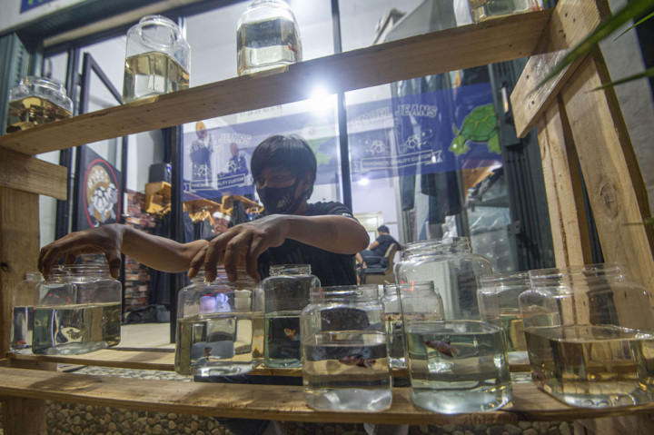 Manisnya bisnis ikan cupang selama pandemi covid-19 membuat banyak orang terpikat, salah satunya Arifin, pedagang pakaian denim di Pos Pengumben, Jakarta Barat. Di tengah lesunya penjualan toko pakaian berbahan jeans miliknya saat pandemi, bisnis ikan cupang menjadi angin segar. 