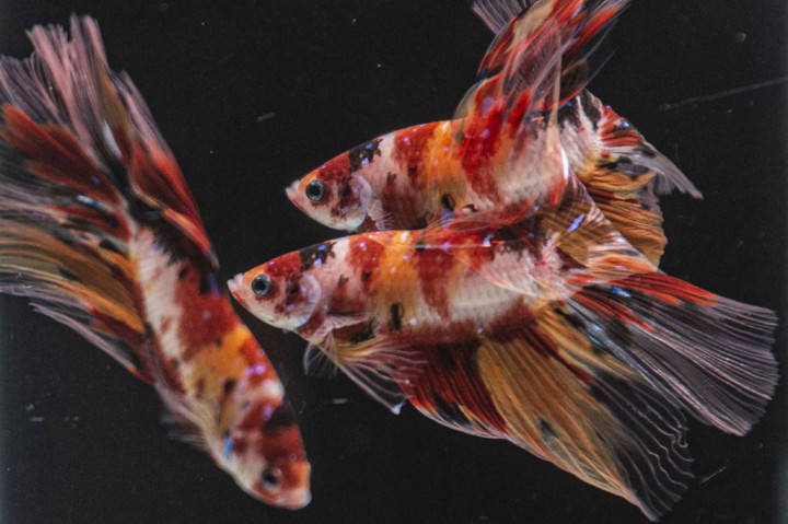 Bahkan, bisnis peternakan yang telah dia bangun sejak 1986 terpaksa dia kendorkan produksinya untuk mendapatkan waktu lebih banyak dalam membuat konten video tentang ikan cupang. Dengan konten video yang dia buat, Deeway berharap ikan cupang dapat bertahan menjadi primadona dan pelipur masyarakat di tengah pandemi covid-19 yang belum tahu kapan berakhir.