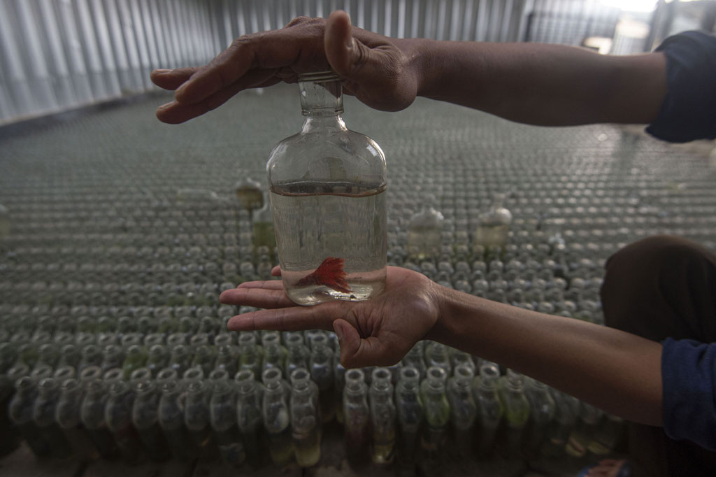 “Saat ini subscriber channel saya telah mencapai 276 ribu orang,” kata pria yang membawakan tema ikan cupang pada channel YouTube-nya sejak 2016 itu.