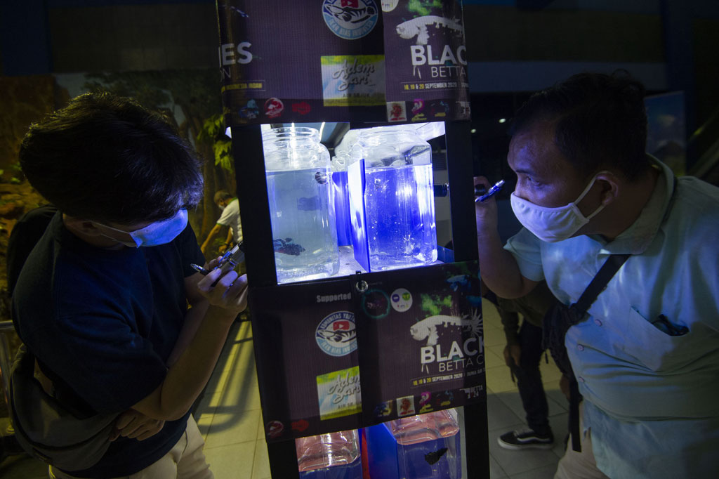 Berbagai jenis ikan cupang, dari crown tail, halfmoon, plakat, bluerims, giant, multicolor menjadi pajangan baru berdampingan bersama pakaian-pakaian dagangan di Toko Nyoel Jeans.co milik Arifin. 