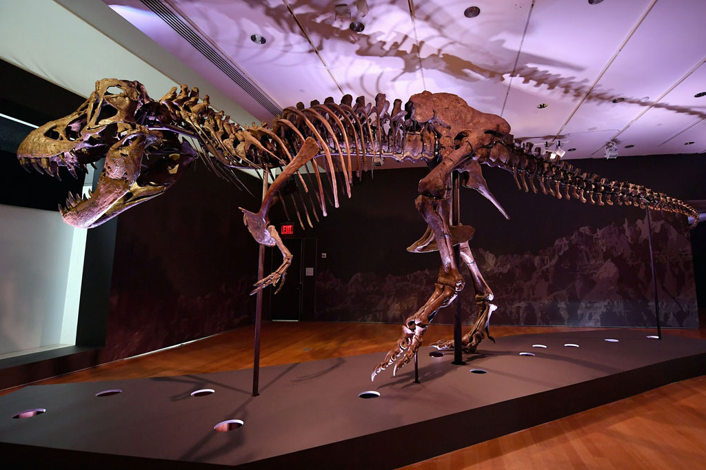 Fosil yang dijuluki Stan tersebut, memiliki tinggi 13 kaki (empat meter) dan panjang 40 kaki, dengan bekas tusukan di tengkorak dan leher yang diyakini para ahli menunjukkan bukti perkelahian dengan sesama T-Rex. Fosil tersebut memiliki berat sekitar delapan ton saat hidup, sekitar 67 juta tahun yang lalu.