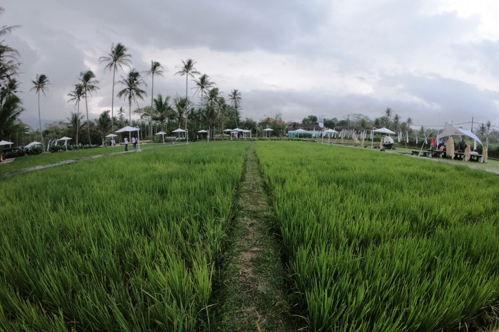 Persawahan yang memiliki luas 3 hektare ini dikemas dengan nuansa modern.