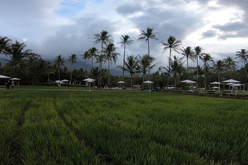 SvargaBumi adalah sebuah keindahan 'serpihan surga' yang ada di bumi. Terletak di sisi Candi Borobudur ini, SvargaBumi menjadi destinasi anyar bagi para pelancong untuk berburu spot foto menarik dengan latar persawahan.