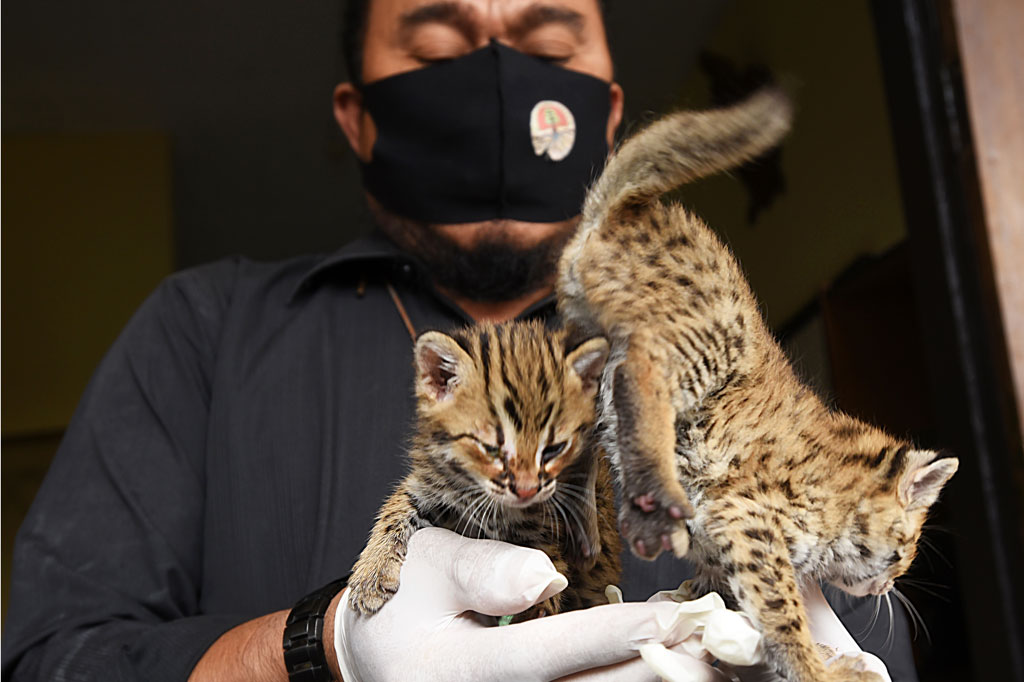 Dua anak kucing hutan tersebut diserahkan oleh seorang pemilik petshop. 