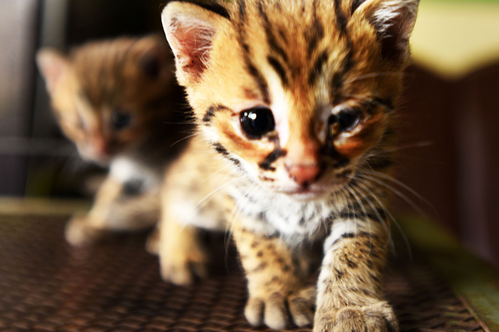 Dua ekor anak kucing hutan atau biasa disebut kucing kuwuk atau kucing cangkok (Prionailurus bengalensis) diamankan petugas Balai Konservasi Sumber Daya Alam (BKSDA) Banten di Serang, Banten, Jumat 9 Oktober 2020. 