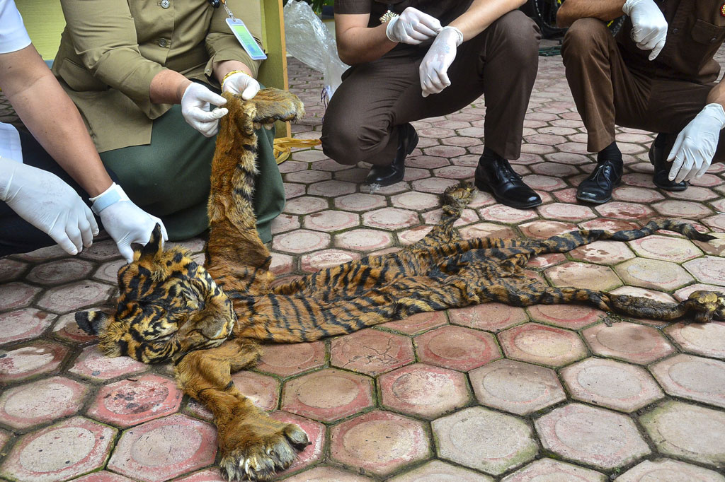Petugas Balai Konservasi Sumber Daya Alam (BKSDA) Aceh memperlihatkan barang bukti kulit harimau sumatera (Panthera tigris sumatrae) saat penyerahan barang bukti (BB) di Kantor Kejaksaan Negeri (Kejari) Aceh Timur, Selasa, 13 Oktober 2020.